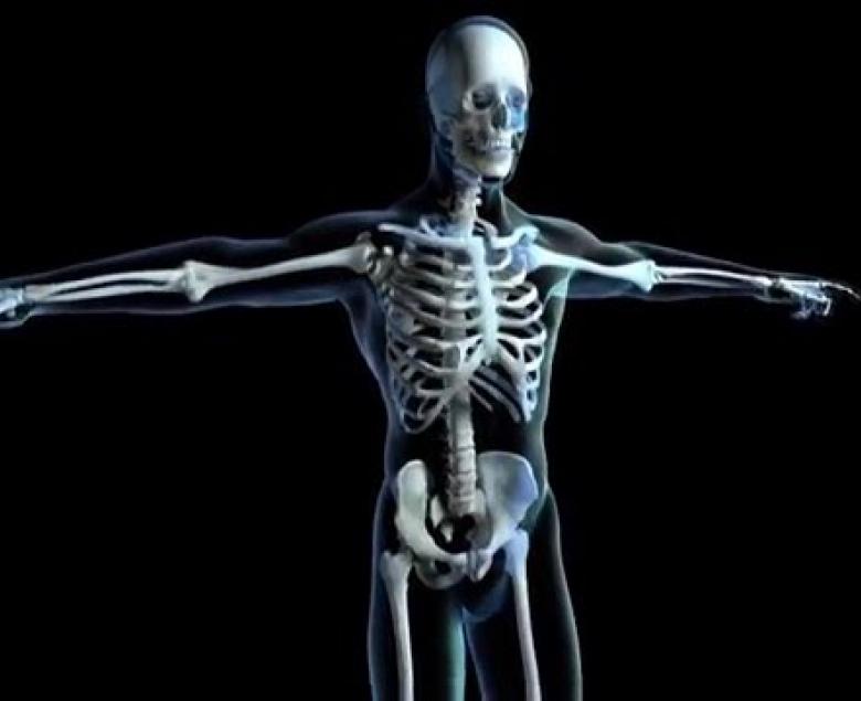 Embedded thumbnail for  Skeletal System