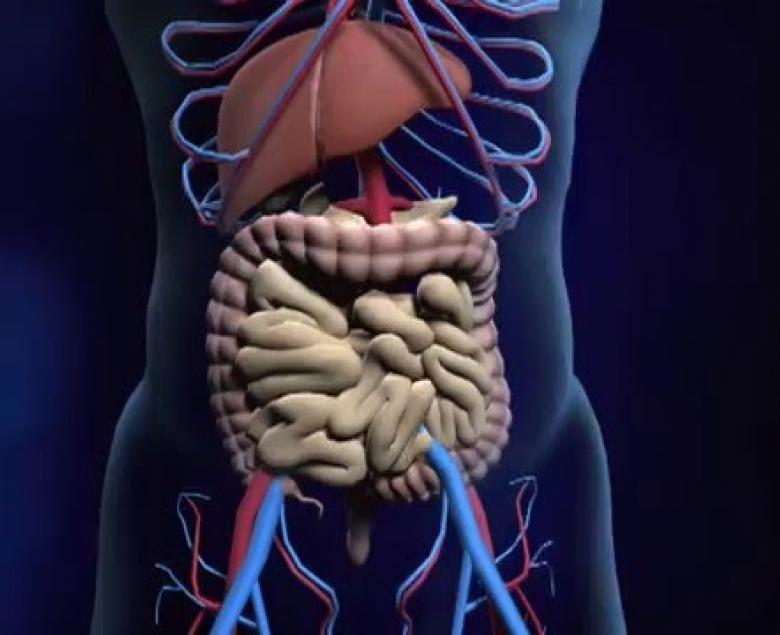 Embedded thumbnail for  Digestive System